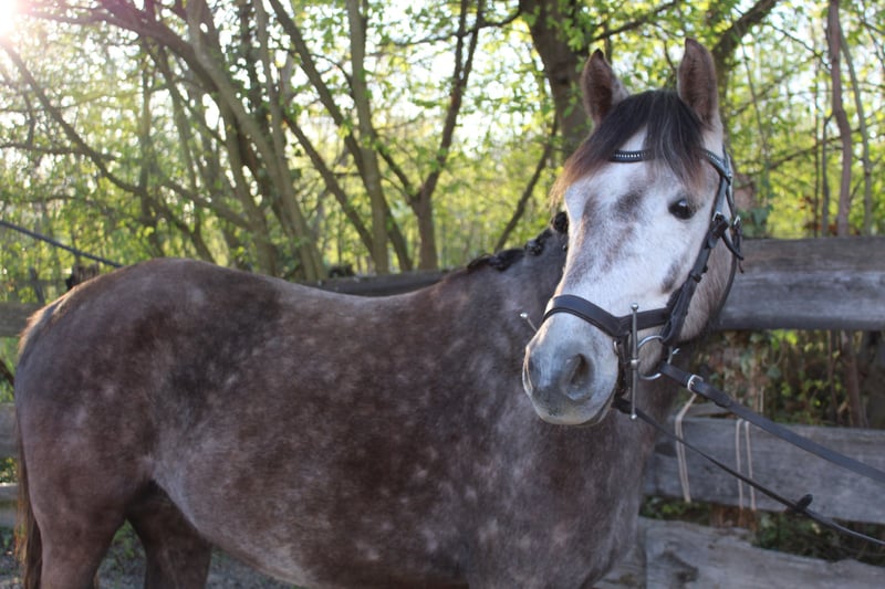 Deutsches Reitpony, Stute in Schwegenheim