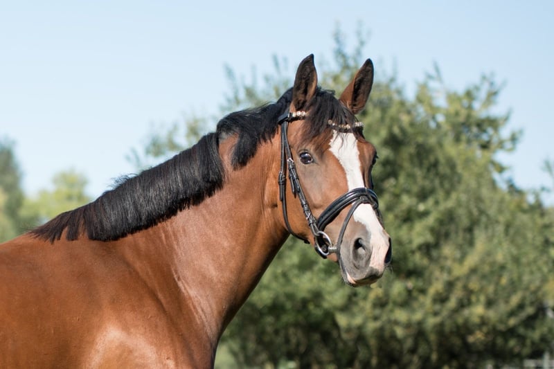 Deutsches Reitpony, Stute in Oberhausen