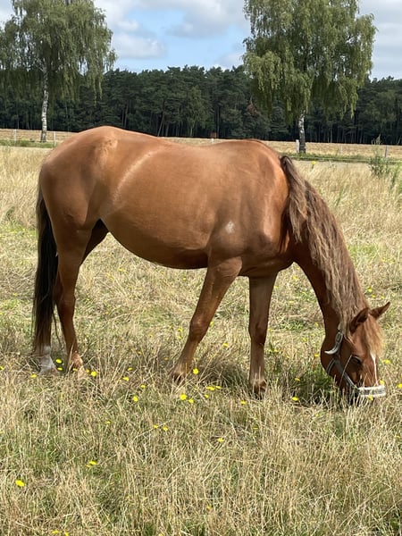 Deutsches Reitpony, Stute in Suhlendorf