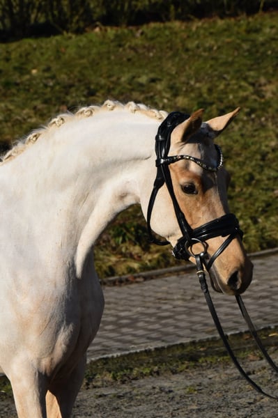 Deutsches Reitpony, Stute in Fürstenau