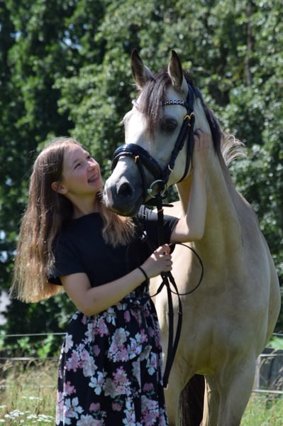 Deutsches Reitpony, Stute in Wesel