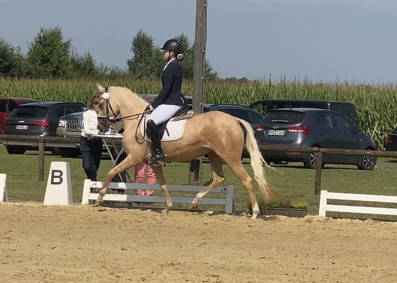 Deutsches Reitpony, Stute in Achim