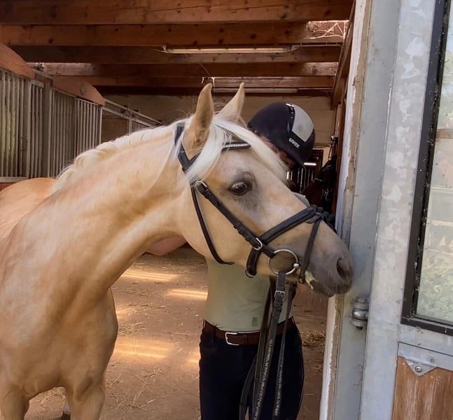 Deutsches Reitpony, Stute in Achim