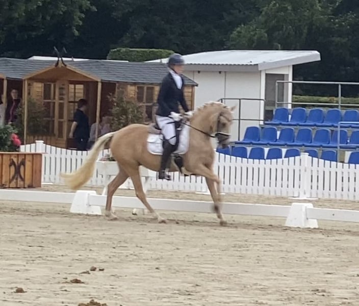 Deutsches Reitpony, Stute in Achim