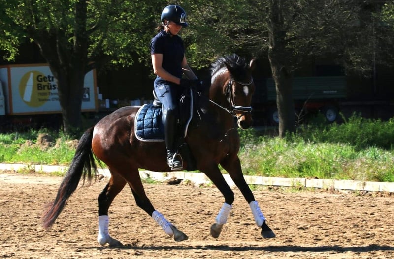 Deutsches Reitpony, Stute in Freiburg im Breisgau