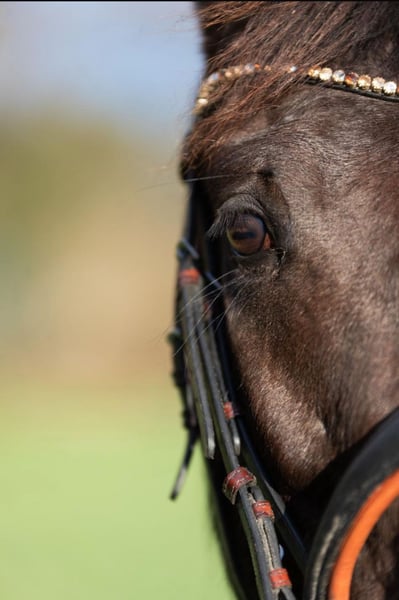 Deutsches Reitpony, Stute in Teltow