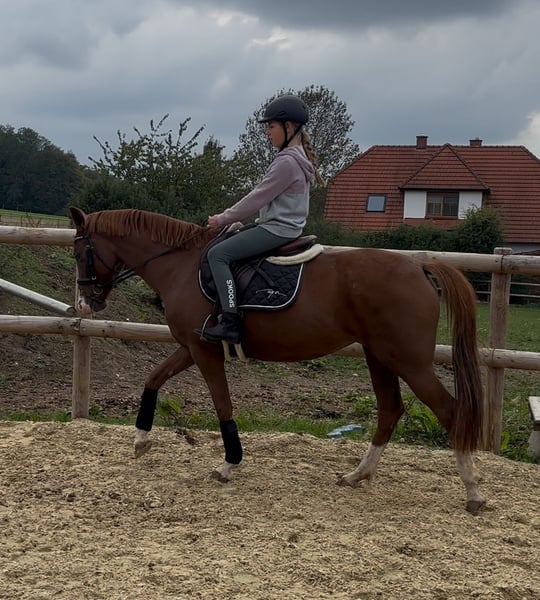 Deutsches Reitpony, Stute in Osnabrück