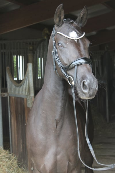 Deutsches Reitpony, Stute in Ebenweiler