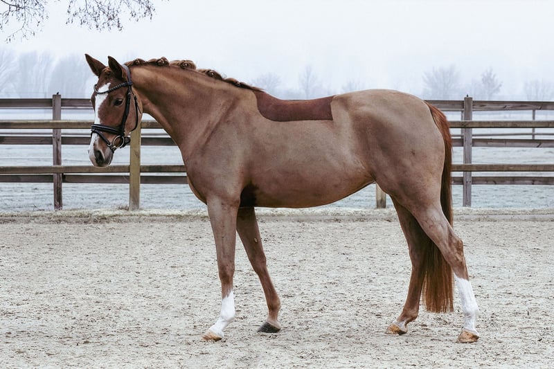 Deutsches Reitpony, Stute in Riedstadt