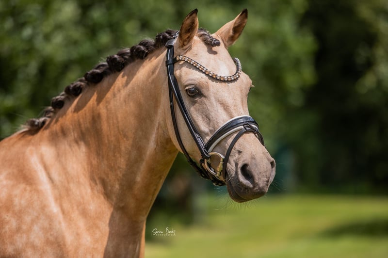Deutsches Reitpony, Stute in Recke, bei Osnabrück
