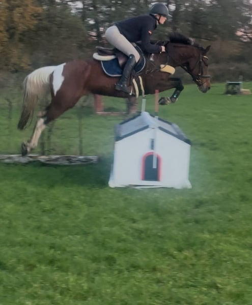 Deutsches Reitpony, Stute in Osnabrück