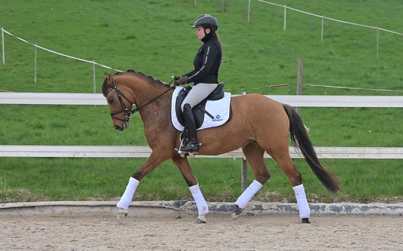 Deutsches Reitpony, Stute in Freiburg im Breisgau