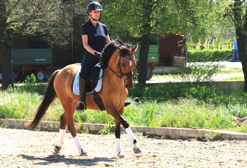 Deutsches Reitpony, Stute in Freiburg im Breisgau