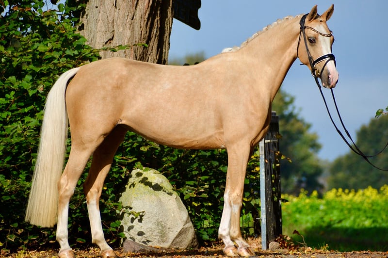 Deutsches Reitpony, Stute in Stuhr