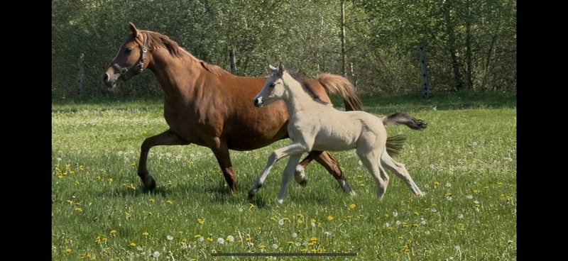 Deutsches Reitpony, Stute in Langwedel