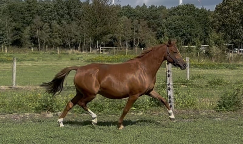 Deutsches Reitpony, Stute in Langwedel