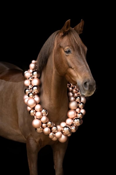 Deutsches Reitpony, Stute in Mettmann