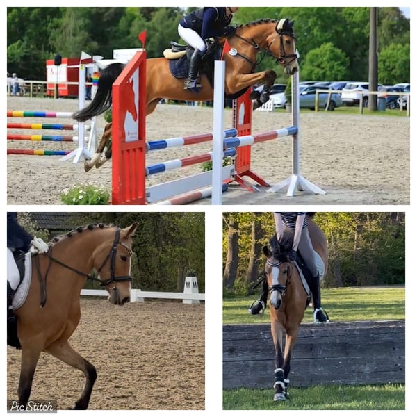 Deutsches Reitpony, Stute in Meppen