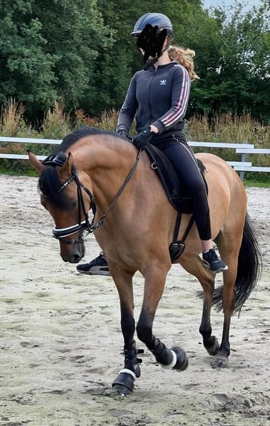 Deutsches Reitpony, Stute in Schortens  Moorhausen