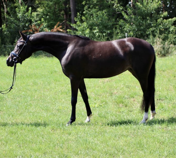 Deutsches Reitpony, Stute in Welver