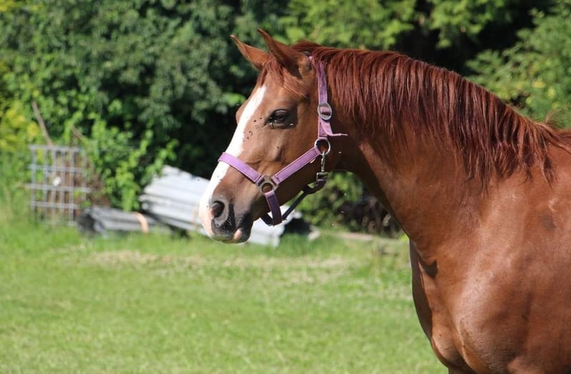 Deutsches Reitpony, Stute in Rees