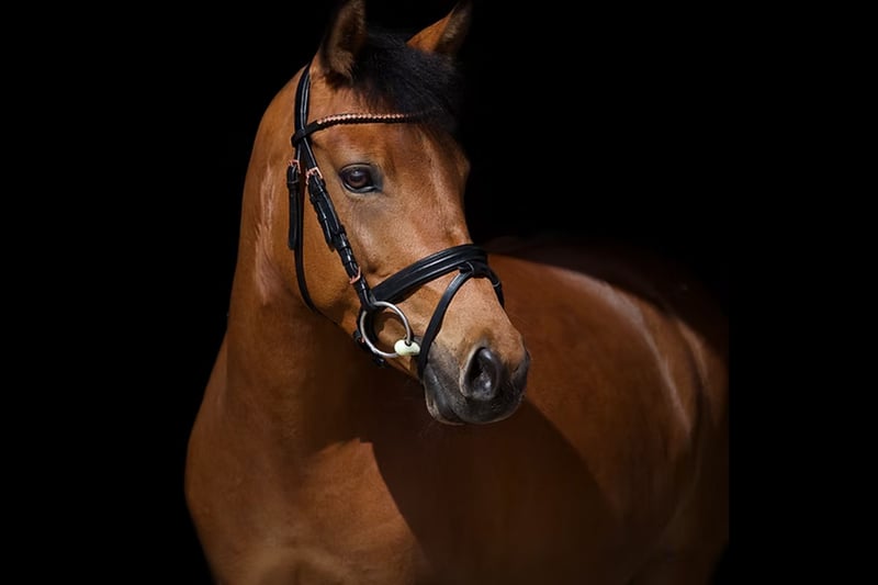 Deutsches Reitpony, Stute in Heilbronn