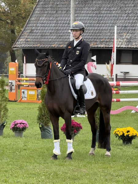 Deutsches Reitpony, Stute in Großhennersdorf