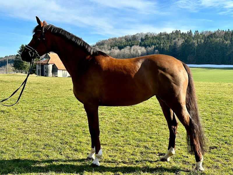 Deutsches Reitpony Stute 8 Jahre 154 Cm Dunkelfuchs In Hohenstein ...