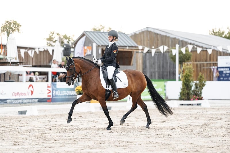 Deutsches Reitpony, Stute in Wiesbaum