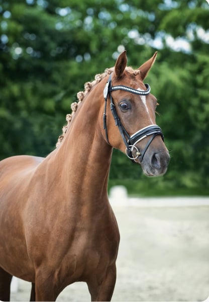 Deutsches Reitpony, Stute in Ihlow
