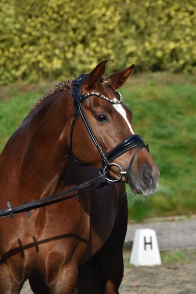 Deutsches Reitpony, Stute in Fürstenau