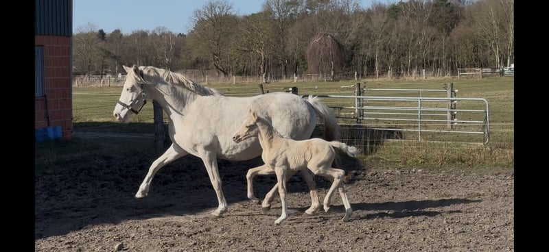 Deutsches Reitpony, Stute in Langwedel