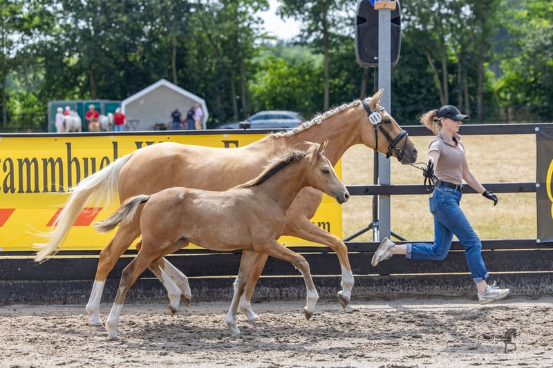 Deutsches Reitpony, Stute in Twistringen