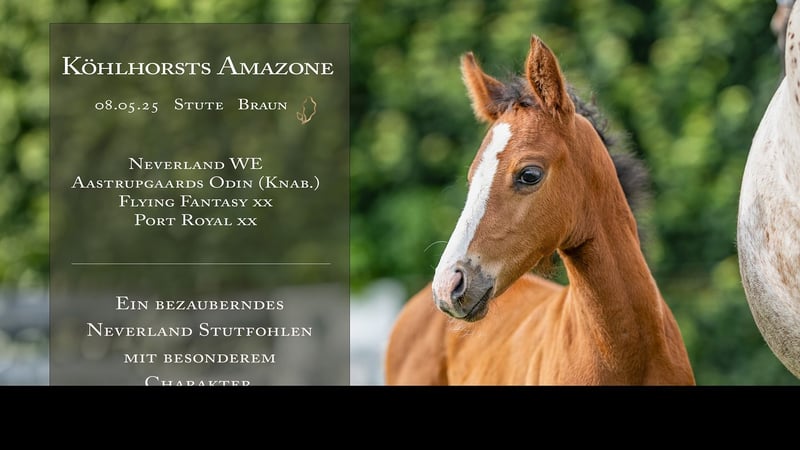 Deutsches Reitpony, Stute in Bad Zwischenahn