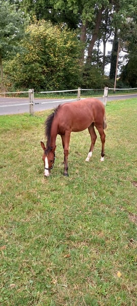 Deutsches Reitpony, Stute in Vreden