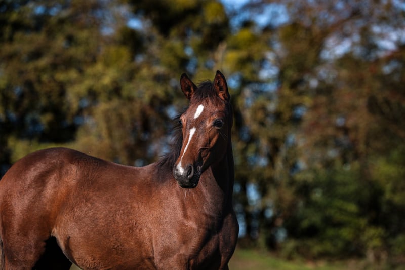 Deutsches Reitpony, Stute in Zangberg