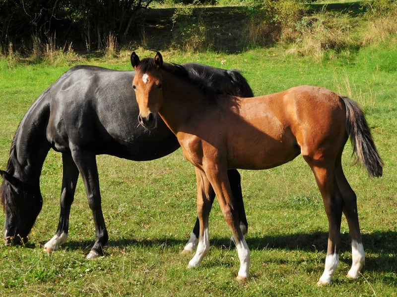 Deutsches Reitpony, Stute in Freden (Leine)