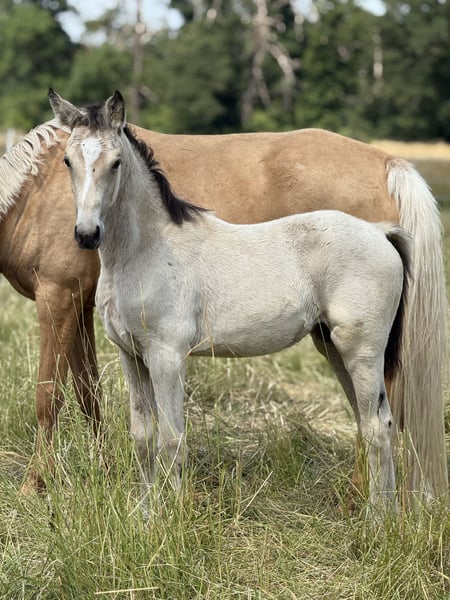 Deutsches Reitpony, Stute in Vettweiss