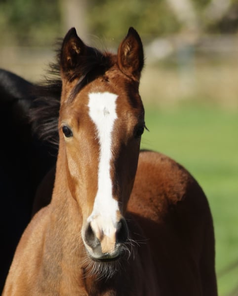 Deutsches Reitpony, Stute in Merzen