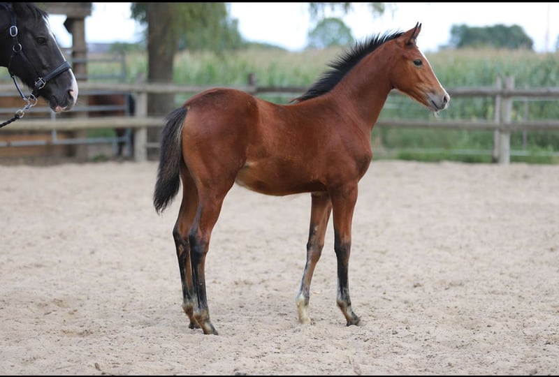 Deutsches Reitpony, Stute in Merzen