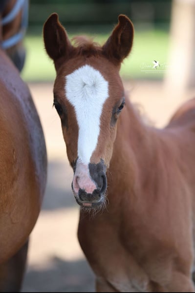 Deutsches Reitpony, Stute in Neuenkirchen-Vörden