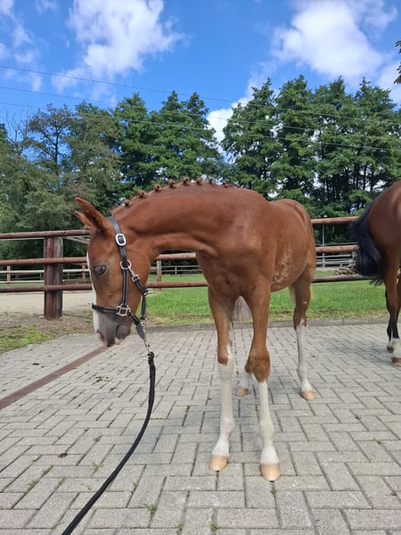 Deutsches Reitpony, Stute in Marienfels