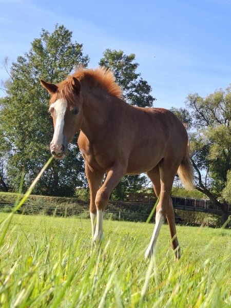 Deutsches Reitpony, Stute in Marienfels