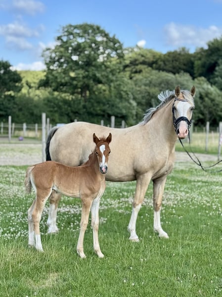 Deutsches Reitpony, Stute in Dötlingen