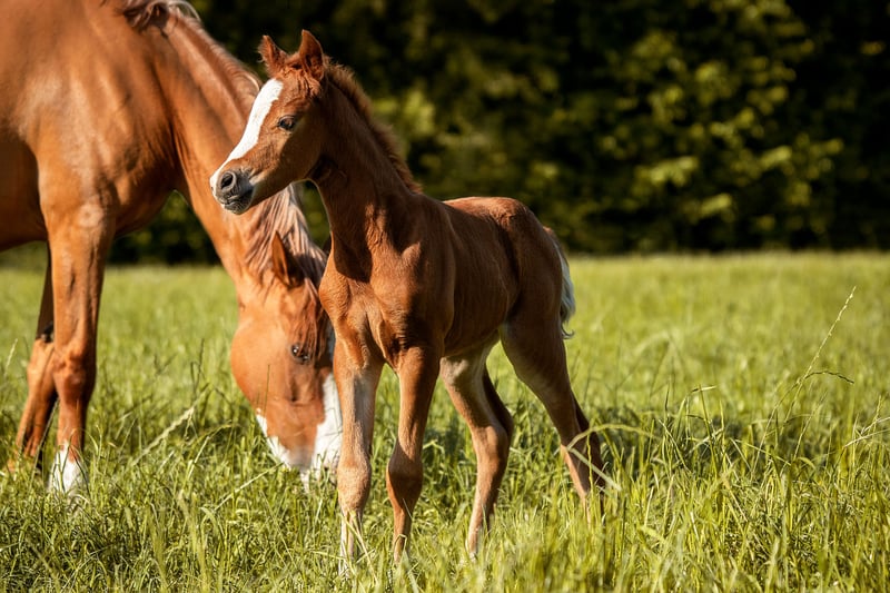 Deutsches Reitpony, Stute in Hünxe
