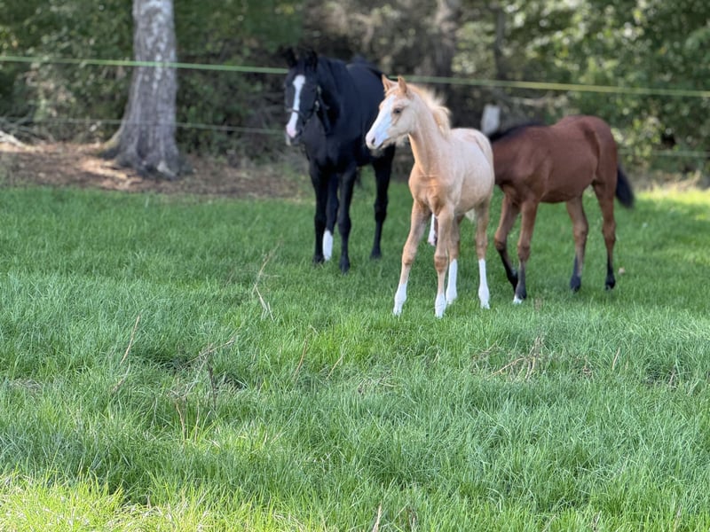 Deutsches Reitpony, Stute in Merzen