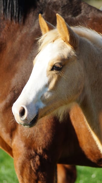 Deutsches Reitpony, Stute in Merzen