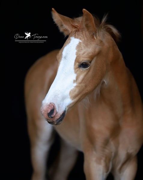 Deutsches Reitpony, Stute in Neuenkirchen-Vörden