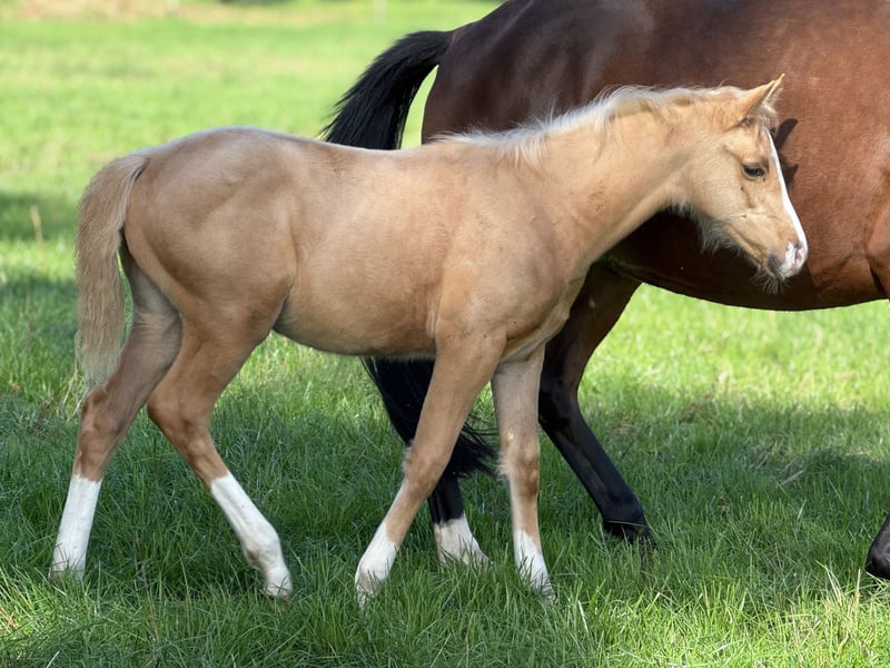 Deutsches Reitpony, Stute in Neuenkirchen-Vörden