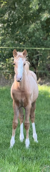 Deutsches Reitpony, Stute in Neuenkirchen-Vörden